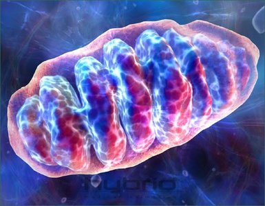 Mitochondrion illustration