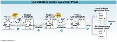 Glycolysis energy payoff phase