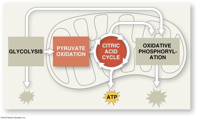 Mitochondrion structure