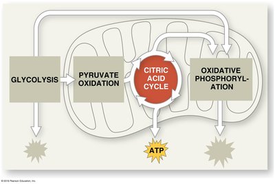 Summary of citric acid cycle inputs and outputs