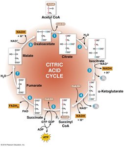 Oxidative phosphorylation overview