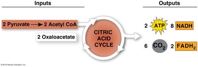 ETC complexes and electron flow