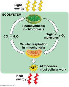 Ecosystem energy flow diagram