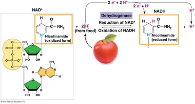 NAD+ and NADH as electron carriers