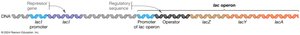 Diagram of the lac operon structure