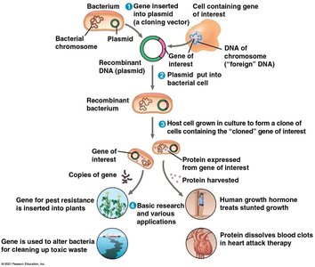 Overview of gene cloning using plasmids and bacteria