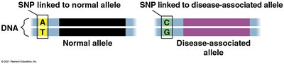 SNPs as genetic markers for disease association