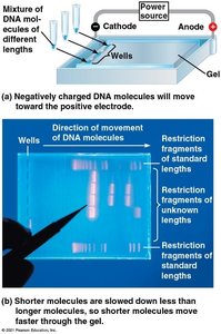 Gel electrophoresis of DNA fragments