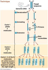 PCR amplification cycles