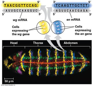 In situ hybridization to detect mRNA expression