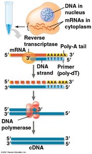 RT-PCR process: mRNA to cDNA synthesis