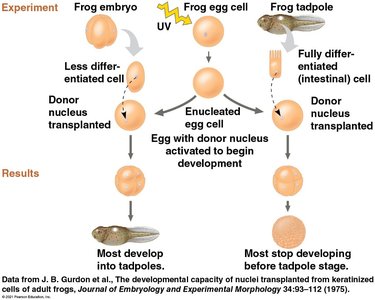 Nuclear transplantation in frog embryos