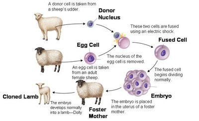 Cloning of Dolly the sheep