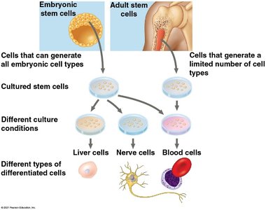 Comparison of embryonic and adult stem cells