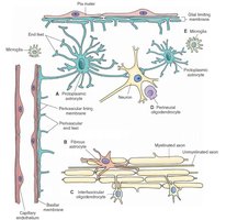 Diagram of glial cell types and their relationships in the nervous system