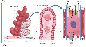 Ependymal cell structure and transport functions