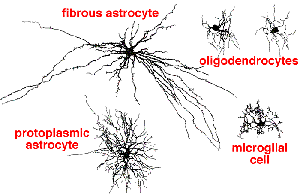 Types of astrocytes and other glial cells