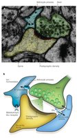Astrocyte role in tripartite synapse and synaptic regulation