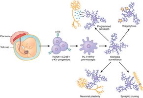 Microglia developmental pathway and functions