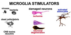 Microglia stimulators: pathogens, dead cells, toxins, damaged neurons