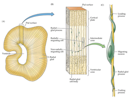 Radial glia guiding neuronal migration in the developing cortex