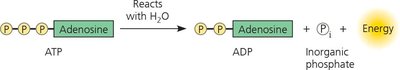 ATP hydrolysis reaction: ATP reacts with water to form ADP, inorganic phosphate, and releases energy