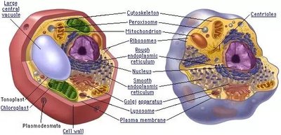 Diagram comparing plant and animal cell organelles