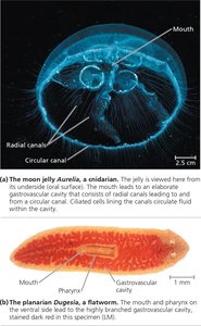 Gastrovascular cavities in a cnidarian and a flatworm