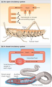 Open and closed circulatory systems