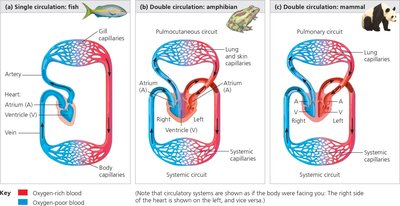 Single and double circulation in vertebrates