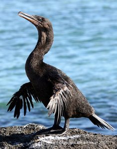 Flightless bird with vestigial wings
