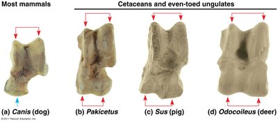 Comparison of ankle bones in mammals and cetaceans