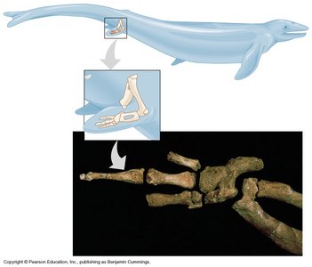 Transitional fossil limb structure in early whale ancestor