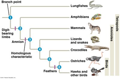 Diagram of island biogeography and speciation