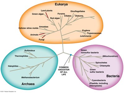 Tree of life showing domains Bacteria, Archaea, and Eukarya