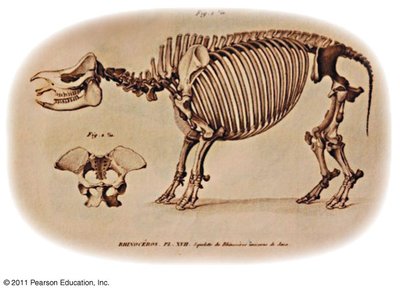 Fossil skeleton of an extinct mammal
