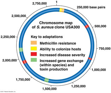 Chromosome map of S. aureus clone USA300 showing adaptations