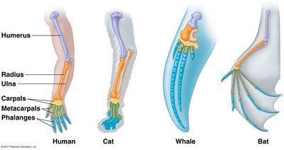 Homologous forelimb structures in human, cat, whale, and bat