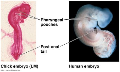 Embryonic development: chick and human embryos with pharyngeal pouches and post-anal tail