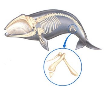 Vestigial pelvic bones in a whale