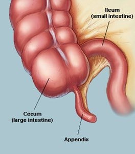 Human appendix as a vestigial structure