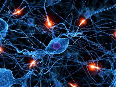 Neurons and synaptic connections