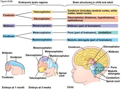 Embryonic brain regions and adult brain structures