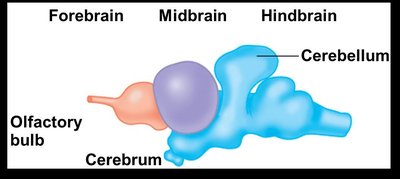 Forebrain, midbrain, and hindbrain in vertebrates