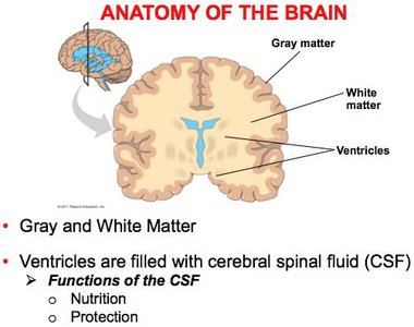Anatomy of the brain: gray matter, white matter, ventricles
