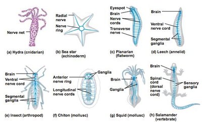 Diversity of nervous system organization in animals