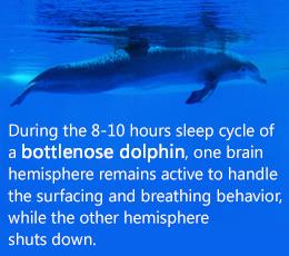 Limbic system structures in the brain