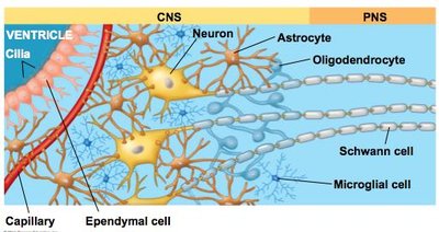 Types of glial cells in CNS and PNS