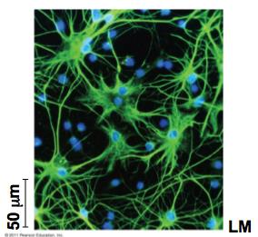 Light micrograph of glial cells