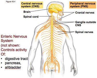 Organization of the vertebrate nervous system
